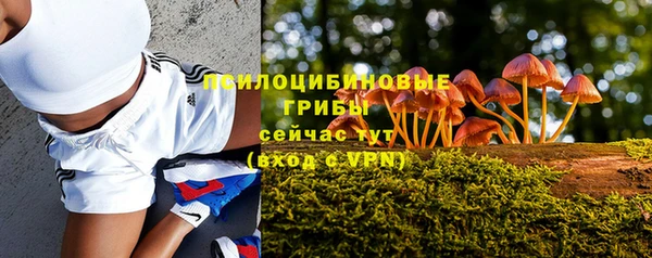 прущие грибы Осинники
